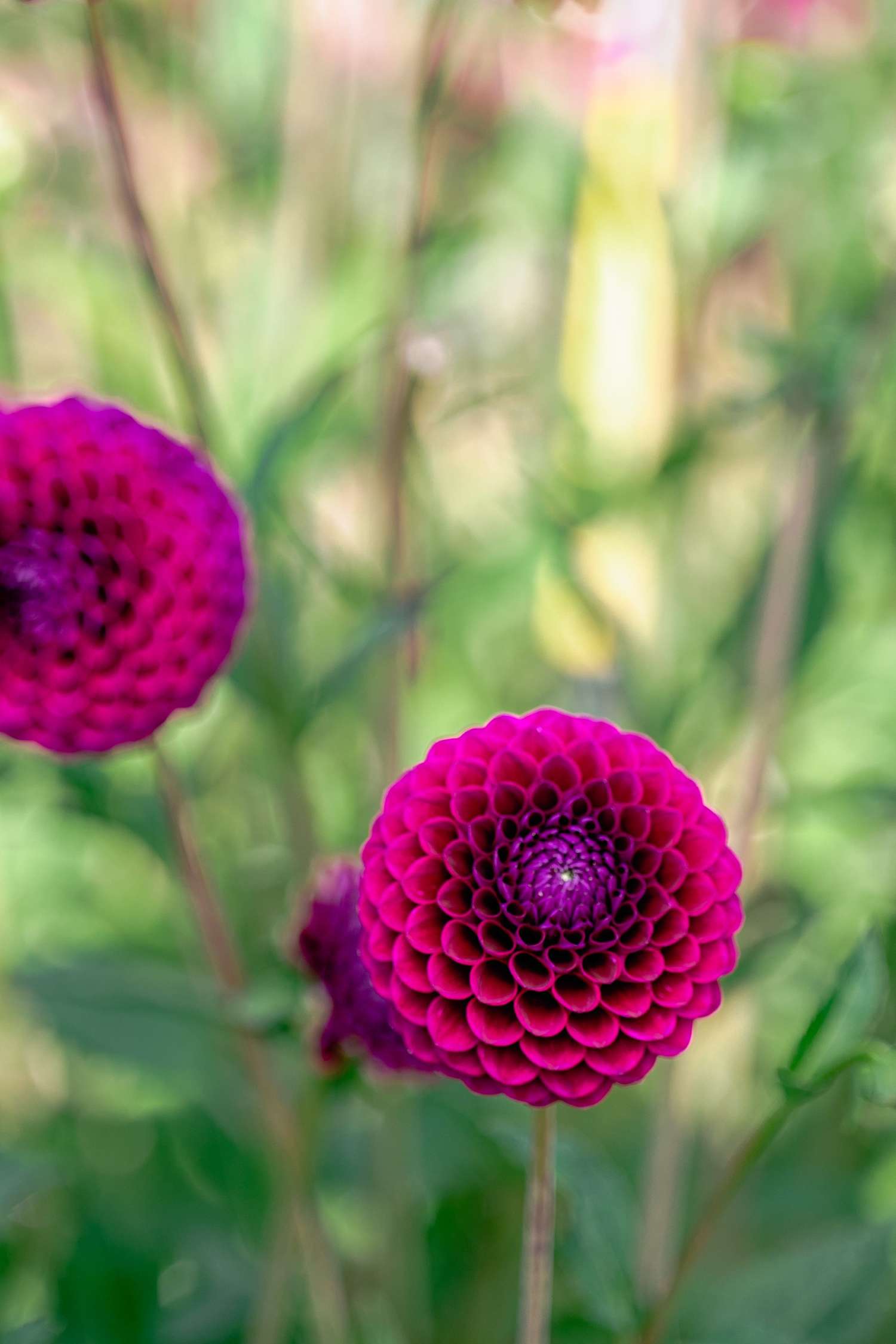 Daalia 'Downham Royal'